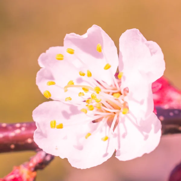 Abstrakt Suddig Blommig Bakgrund Full Blomning Och Första Löv Skogsträd — Stockfoto