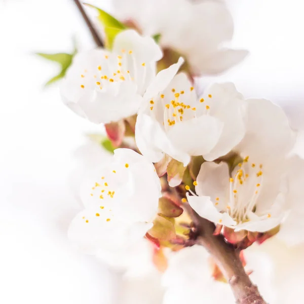 Concetto Floreale Primavera Piena Fioritura Albicocca Bellissimo Fiore Uno Sfondo — Foto Stock