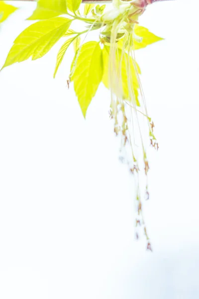 Fondo Floral Borroso Abstracto Plena Floración Primeras Hojas Árbol Forestal — Foto de Stock