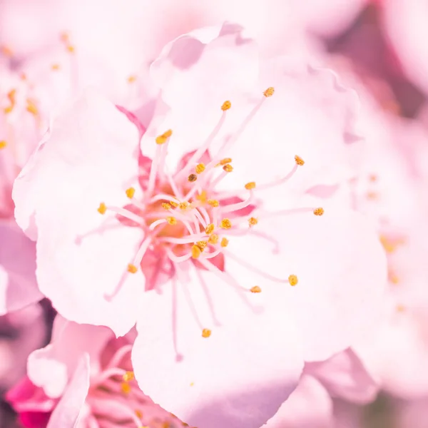 抽象的なぼやけた花の背景 満開と森の木の最初の葉 ごちそう お祝いや美しい花の装飾の概念 ソフト選択フォーカスで終了します トーン — ストック写真