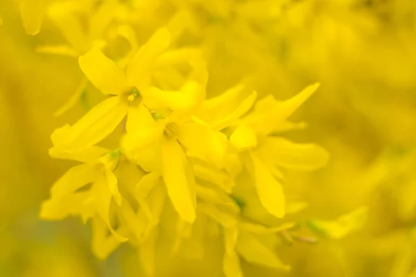 Abstraktní Rozmazané Květinové Pozadí Plně Kvetoucí První Listy Lesních Stromů — Stock fotografie