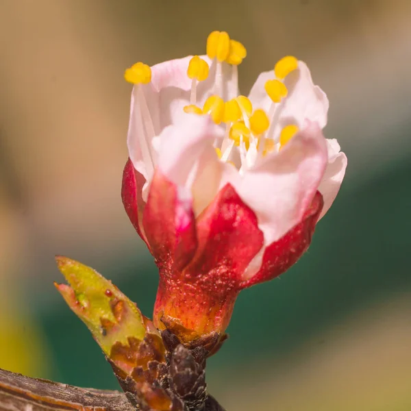 Bulanık çiçek arkaplanı. Dolu çiçekler ve orman ağacının ilk yaprakları. Bahar, ziyafet, kutlama ve güzel çiçek dekorasyonu konsepti. Yumuşak seçici odaklı yakın plan