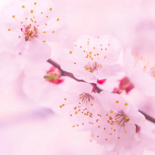 抽象的なぼやけた花の背景 満開と森の木の最初の葉 ごちそう お祝いや美しい花の装飾の概念 ソフト選択フォーカスで終了します トーン — ストック写真