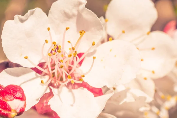 Latar Belakang Bunga Kabur Abstrak Penuh Bunga Dan Daun Daun — Stok Foto