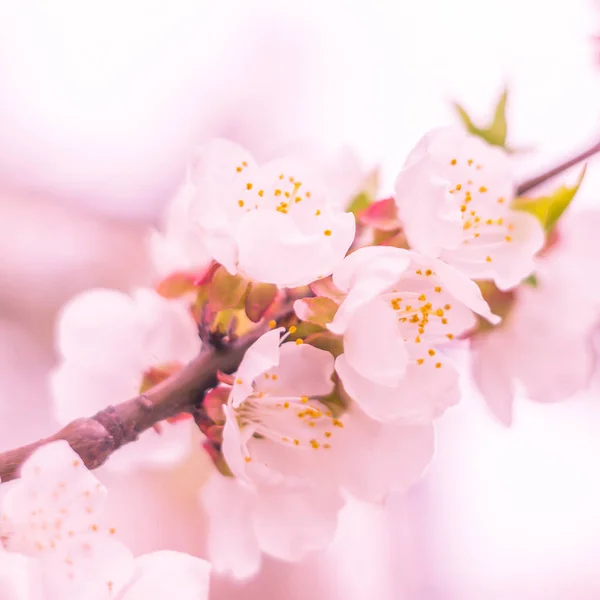 Abstrakte Verschwommene Florale Hintergrund Volle Blüte Und Erste Blätter Des — Stockfoto