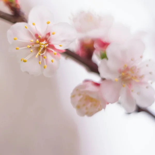 春の花のコンセプト アプリコットの木が満開 抽象的なぼやけた背景に美しい花 ソフトセレクティブフォーカス付きクローズアップ — ストック写真