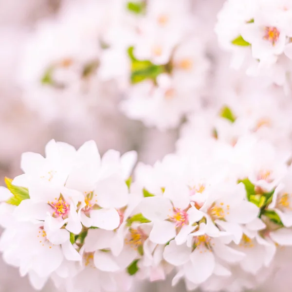 抽象的なぼやけた花の背景 満開と森の木の最初の葉 ごちそう お祝いや美しい花の装飾の概念 軟らかい選択的フォーカスを持つ閉鎖 — ストック写真