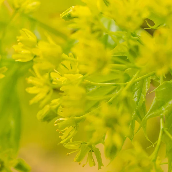 抽象的なぼやけた花の背景 満開と森の木の最初の葉 ごちそう お祝いや美しい花の装飾の概念 軟らかい選択的フォーカスを持つ閉鎖 — ストック写真