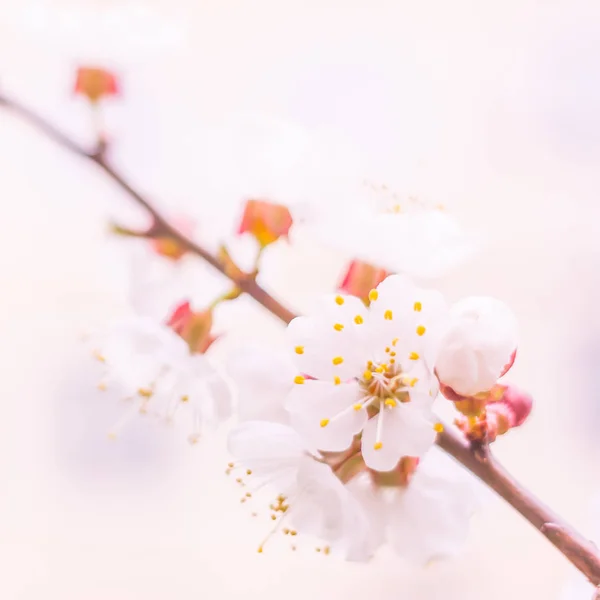 Absztrakt Elmosódott Virágos Háttér Teljes Virágzás Erdőfa Első Levelei Tavasz — Stock Fotó