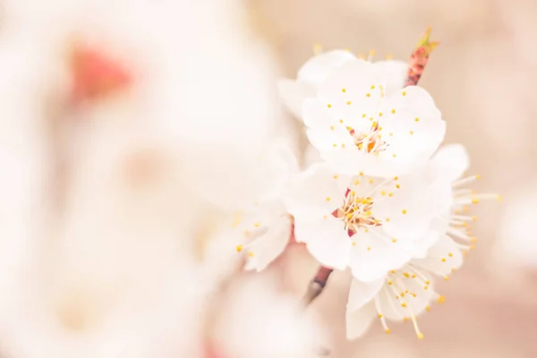 Abstract Blurred Floral Background Full Blooming First Leafs Forest Tree — Stock Photo, Image