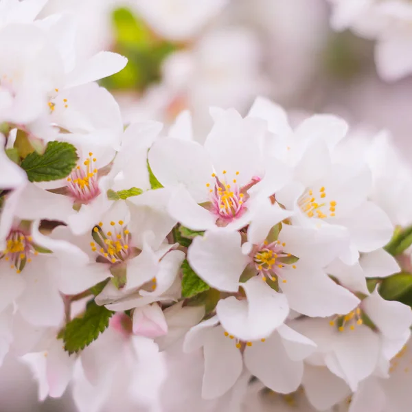 春の花のコンセプト ナンキング桜の満開 抽象的な背景に美しい花を咲かせます 軟らかい選択的フォーカスを持つ閉鎖 — ストック写真