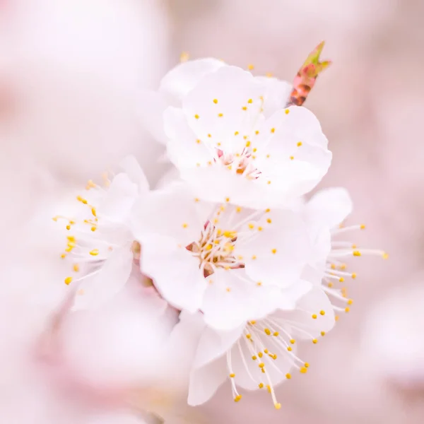 Abstrakte Verschwommene Florale Hintergrund Volle Blüte Und Erste Blätter Des — Stockfoto