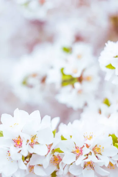 抽象的なぼやけた花の背景 満開と森の木の最初の葉 ごちそう お祝いや美しい花の装飾の概念 ソフト選択フォーカスで終了します トーン — ストック写真