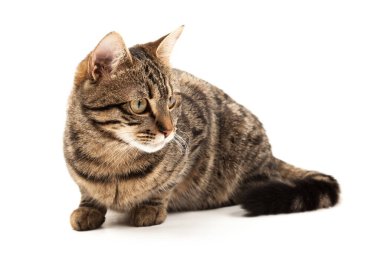 Domestic Egyptian striped kitten. Cute young red cat isolated on abstract blurred white background. Indoor pets, veterinary and advertising concept. Detailed studio closeup