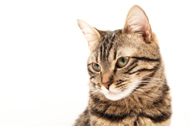Domestic Egyptian striped kitten. Cute young red cat isolated on abstract blurred white background. Indoor pets, veterinary and advertising concept. Detailed studio closeup