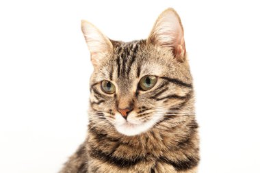 Domestic Egyptian striped kitten. Cute young red cat isolated on abstract blurred white background. Indoor pets, veterinary and advertising concept. Detailed studio closeup