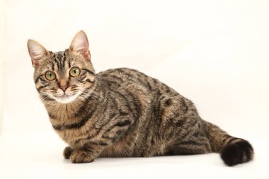 Domestic Egyptian striped kitten. Cute young red cat isolated on abstract blurred white background. Indoor pets, veterinary and advertising concept. Detailed studio closeup