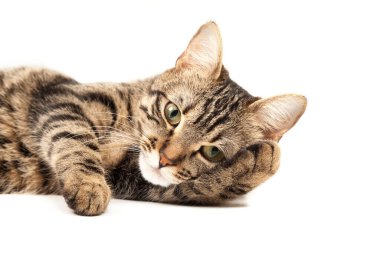 Domestic Egyptian striped kitten. Cute young red cat isolated on abstract blurred white background. Indoor pets, veterinary and advertising concept. Detailed studio closeup