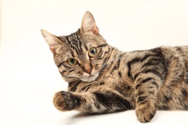 Domestic Egyptian striped kitten. Cute young red cat isolated on abstract blurred white background. Indoor pets, veterinary and advertising concept. Detailed studio closeup