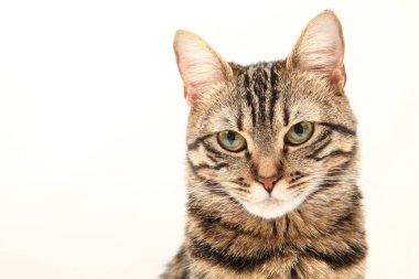 Domestic Egyptian striped kitten. Cute young red cat isolated on abstract blurred white background. Indoor pets, veterinary and advertising concept. Detailed studio closeup