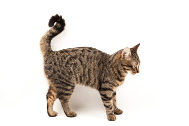 Domestic Egyptian striped kitten. Cute young red cat isolated on abstract blurred white background. Indoor pets, veterinary and advertising concept. Detailed studio closeup