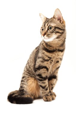 Domestic Egyptian striped kitten. Cute young red cat isolated on abstract blurred white background. Indoor pets, veterinary and advertising concept. Detailed studio closeup