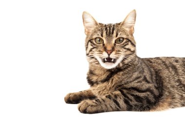 Domestic Egyptian striped kitten. Cute young red cat isolated on abstract blurred white background. Indoor pets, veterinary and advertising concept. Detailed studio closeup
