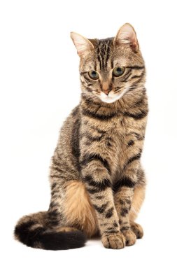 Domestic Egyptian striped kitten. Cute young red cat isolated on abstract blurred white background. Indoor pets, veterinary and advertising concept. Detailed studio closeup