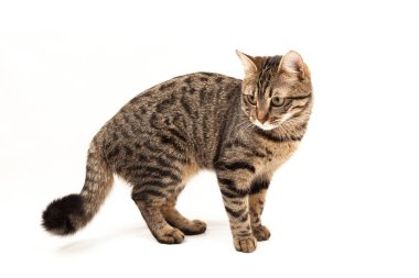 Domestic Egyptian striped kitten. Cute young red cat isolated on abstract blurred white background. Indoor pets, veterinary and advertising concept. Detailed studio closeup