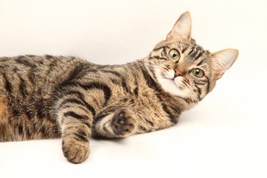 Domestic Egyptian striped kitten. Cute young red cat isolated on abstract blurred white background. Indoor pets, veterinary and advertising concept. Detailed studio closeup