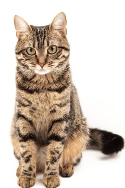 Domestic Egyptian striped kitten. Cute young red cat isolated on abstract blurred white background. Indoor pets, veterinary and advertising concept. Detailed studio closeup