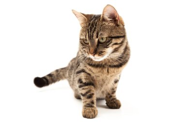 Domestic Egyptian striped kitten. Cute young red cat isolated on abstract blurred white background. Indoor pets, veterinary and advertising concept. Detailed studio closeup