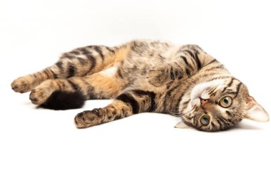 Domestic Egyptian striped kitten. Cute young red cat isolated on abstract blurred white background. Indoor pets, veterinary and advertising concept. Detailed studio closeup