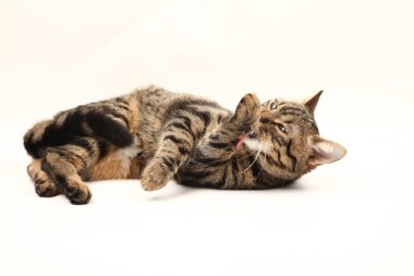 Domestic Egyptian striped kitten. Cute young red cat isolated on abstract blurred white background. Indoor pets, veterinary and advertising concept. Detailed studio closeup