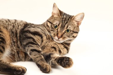 Domestic Egyptian striped kitten. Cute young red cat isolated on abstract blurred white background. Indoor pets, veterinary and advertising concept. Detailed studio closeup