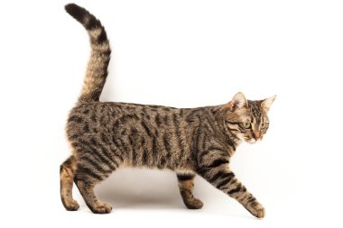 Domestic Egyptian striped kitten. Cute young red cat isolated on abstract blurred white background. Indoor pets, veterinary and advertising concept. Detailed studio closeup