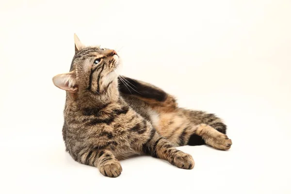 Gattino Domestico Egiziano Strisce Carino Giovane Gatto Rosso Isolato Sfondo — Foto Stock