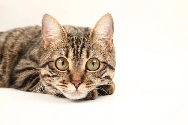 Gatito Egipcio Doméstico Rayado Lindo Gato Rojo Joven Aislado Sobre — Foto de Stock