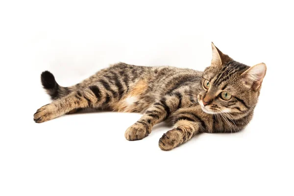 Domestic Egyptian striped kitten. Cute young red cat isolated on abstract blurred white background. Indoor pets, veterinary and advertising concept. Detailed studio closeup