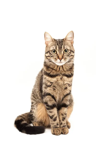 Domestic Egyptian striped kitten. Cute young red cat isolated on abstract blurred white background. Indoor pets, veterinary and advertising concept. Detailed studio closeup