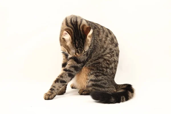 Gattino Domestico Egiziano Strisce Carino Giovane Gatto Rosso Isolato Sfondo — Foto Stock