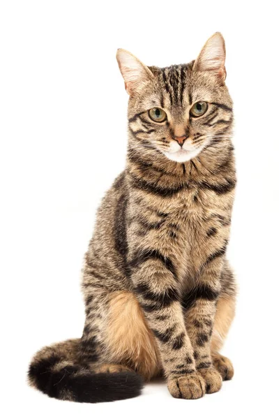 Domestic Egyptian striped kitten. Cute young red cat isolated on abstract blurred white background. Indoor pets, veterinary and advertising concept. Detailed studio closeup