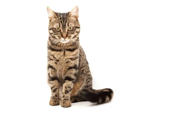 Domestic Egyptian striped kitten. Cute young red cat isolated on abstract blurred white background. Indoor pets, veterinary and advertising concept. Detailed studio closeup