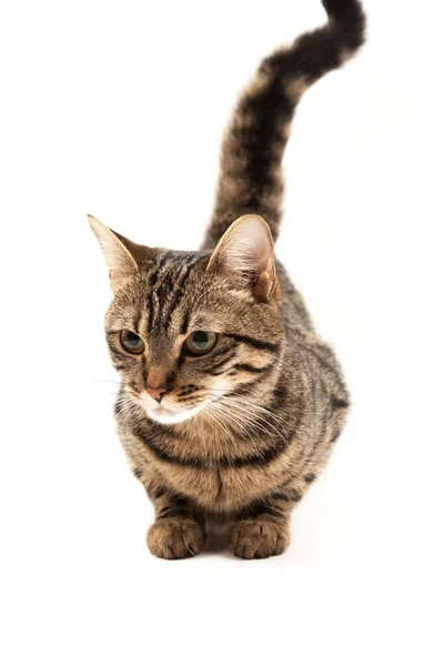 Gatito Egipcio Doméstico Rayado Lindo Gato Rojo Joven Aislado Sobre —  Fotos de Stock