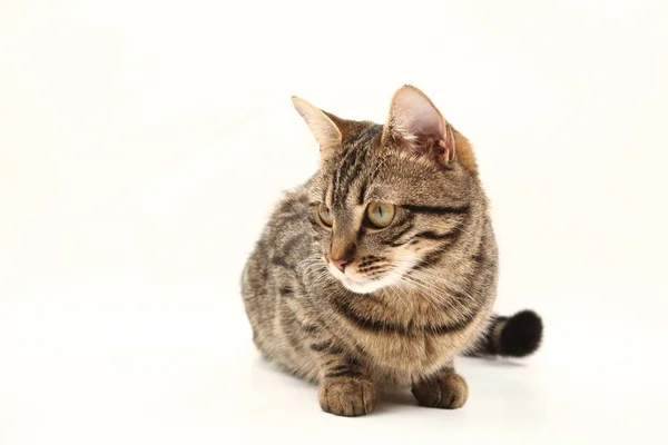 Gatito Egipcio Doméstico Rayado Lindo Gato Rojo Joven Aislado Sobre — Foto de Stock