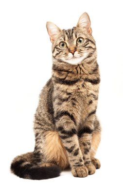 Domestic Egyptian striped kitten. Cute young red cat isolated on abstract blurred white background. Indoor pets, veterinary and advertising concept. Detailed studio closeup