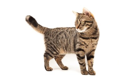 Domestic Egyptian striped kitten. Cute young red cat isolated on abstract blurred white background. Indoor pets, veterinary and advertising concept. Detailed studio closeup