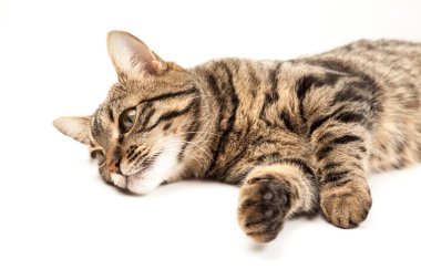 Domestic Egyptian striped kitten. Cute young red cat isolated on abstract blurred white background. Indoor pets, veterinary and advertising concept. Detailed studio closeup