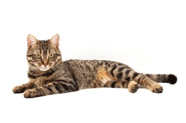 Domestic Egyptian striped kitten. Cute young red cat isolated on abstract blurred white background. Indoor pets, veterinary and advertising concept. Detailed studio closeup