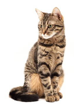 Domestic Egyptian striped kitten. Cute young red cat isolated on abstract blurred white background. Indoor pets, veterinary and advertising concept. Detailed studio closeup